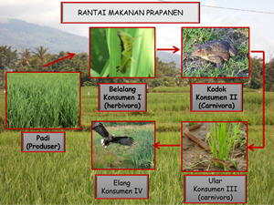 EKOSISTEM SAWAH BERTINGKAT 6C: MAKALAH LAPORAN PRAKTIKUM 