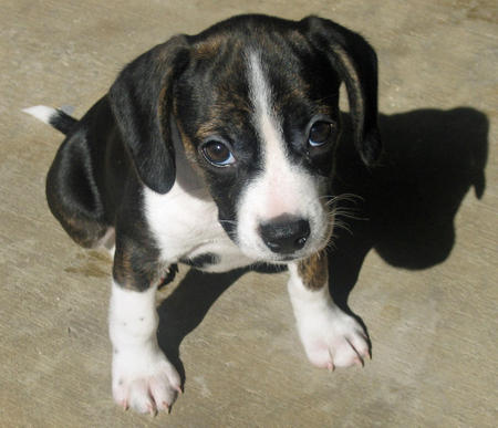 Cute Puppy Dogs: black and white beagle puppies