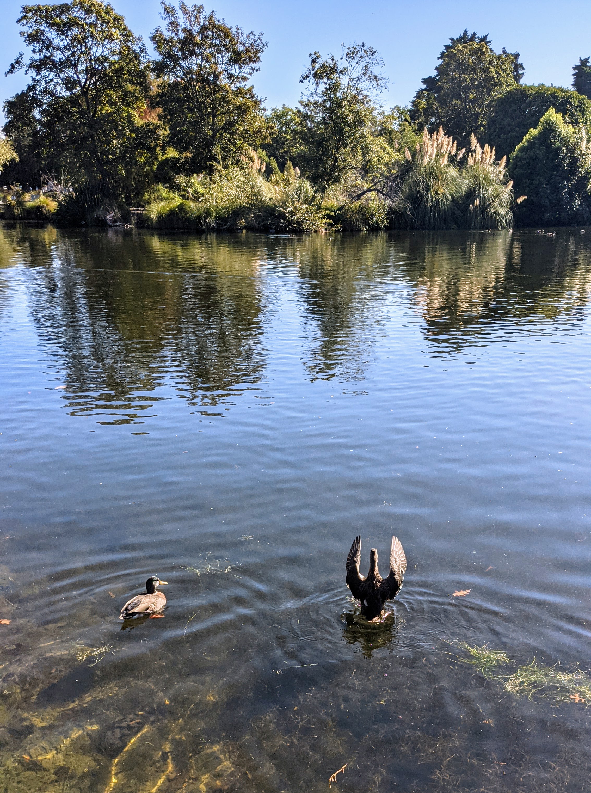 Duck swimming by another with it's wings in the air on a park lake