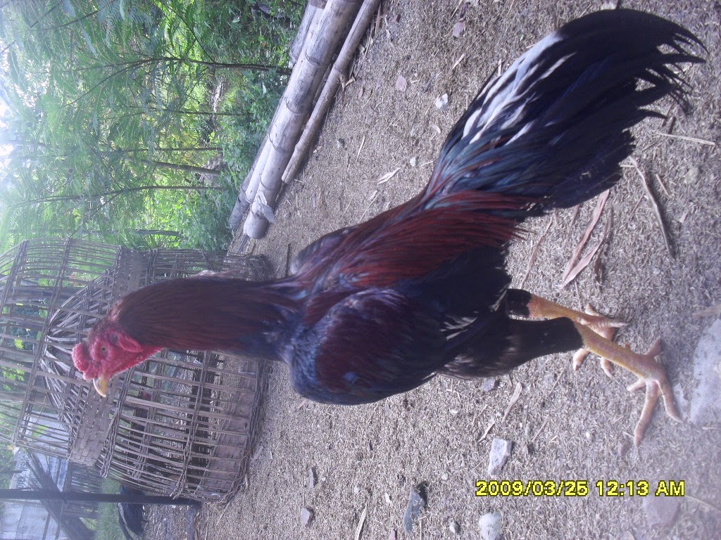 Ayam Bangkok Bojonegoro