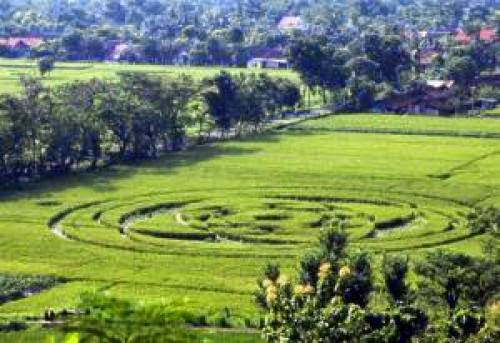 Ufo Enthusiasts Fascinated With Sleman Crop Circle