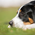 What To Do If Your Dog Has Salmonella Poisoning