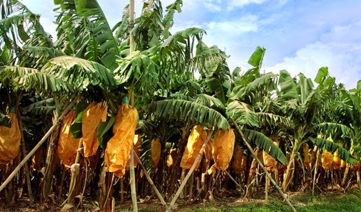 52+ Gambar Buah Pisang Hijau