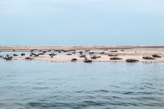 Seehunde und Kegelrobben auf der Sandbank