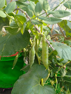 Rooftop Farming