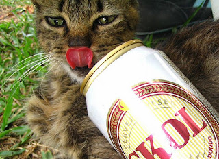 25 gatos que gostam de cerveja