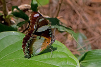 Hypolimnas misippus