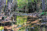 El agua transparente de la riera y el bosque de ribera en otoño en  Viladrau. Montseny