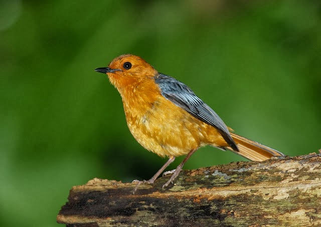  BURUNG  ANIS ANEKA JENIS GAMBAR BURUNG  ANIS