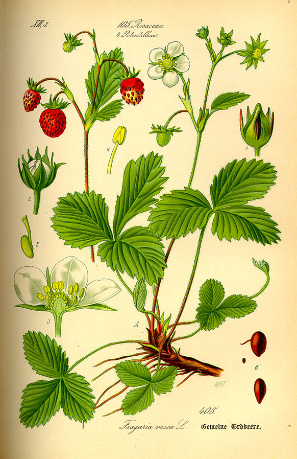 Ботаническая иллюстрация земляники лесной