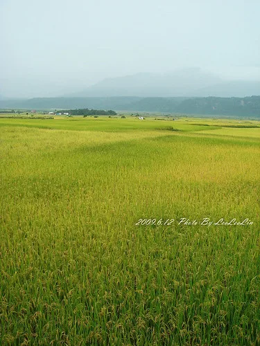 花蓮瑞穗｜秀姑巒溪遊客中心｜6月阿勃勒路樹花海、鳳梨田