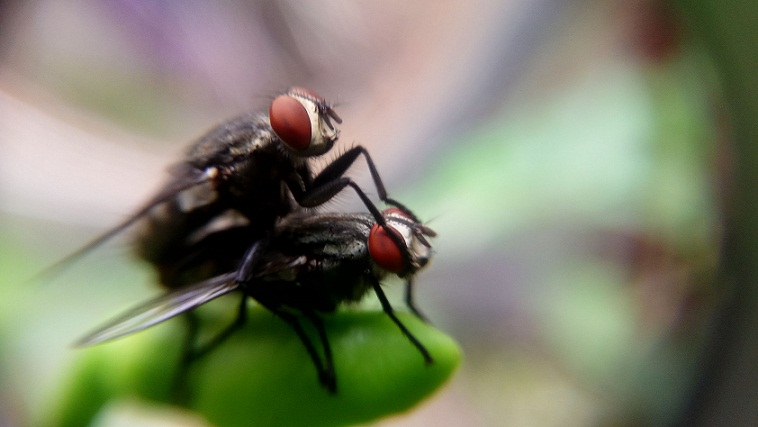  Ternyata, Lalat Juga Senang Bercinta dan Menikmati Orgasme