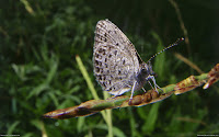 Butterflies HD Desktop Wallpapers