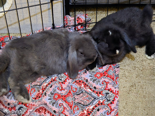 Two mini-lop rabbits laying ear-to-ear; one gray and one black with white specks.