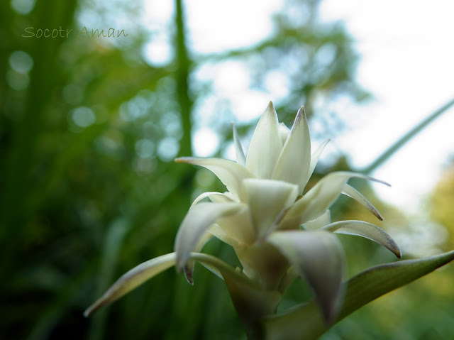 Hosta sieboldiana