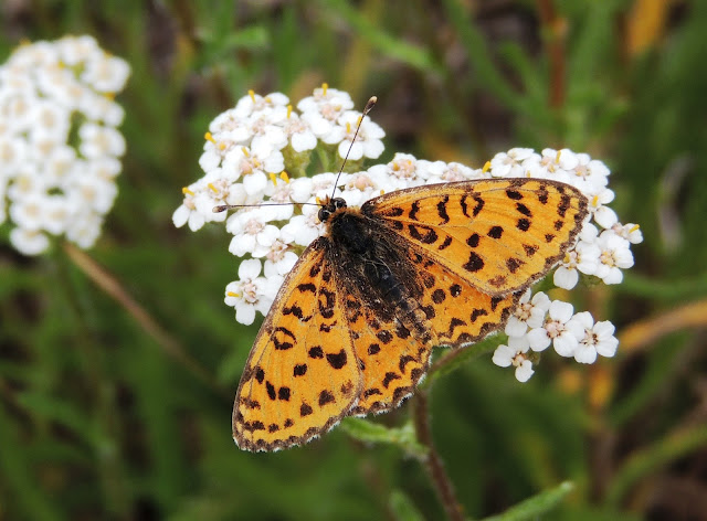 Melitaea trivia en el Xurés