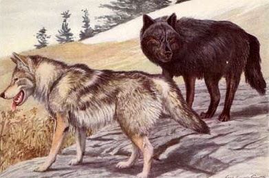 gray wolf, timber wolf, canis nubilus