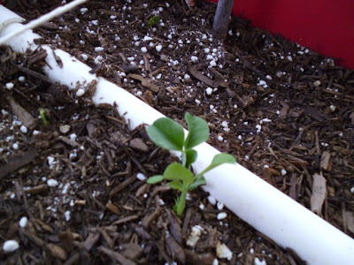 Dwarf Grey Sugar Pea seedling