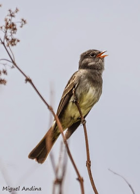 Fiofío plomizo, Elaenia strepera