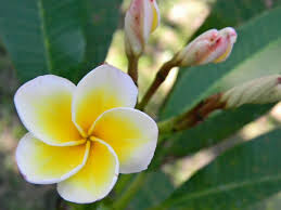 gambar bunga kamboja