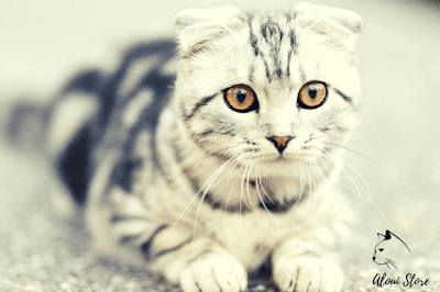 Scottish Fold Cat