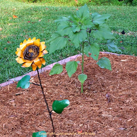 The Last Sunflower of Summer photographed September 6, 2013