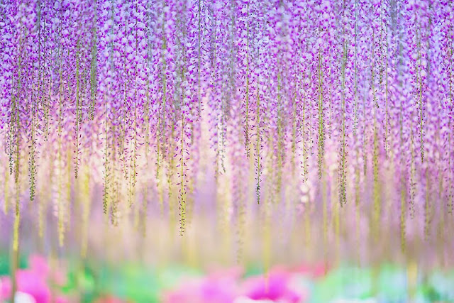 This 144-Year-Old Wisteria In Japan Looks Like A Pink Sky