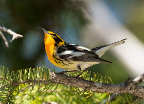 Blackburnian Warbler - Hulbert Bog, Michigan, USA