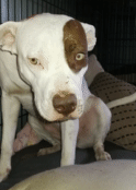 Sad pitbull in trouble Puppy Eyes light green
