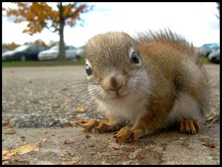 squirrel pets animal wallpaper