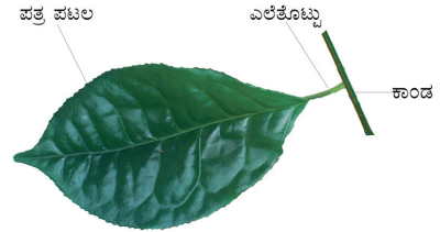 KSEEB Solutions For Class 6 Science Chapter 7 Getting to Know Plants In Kannada