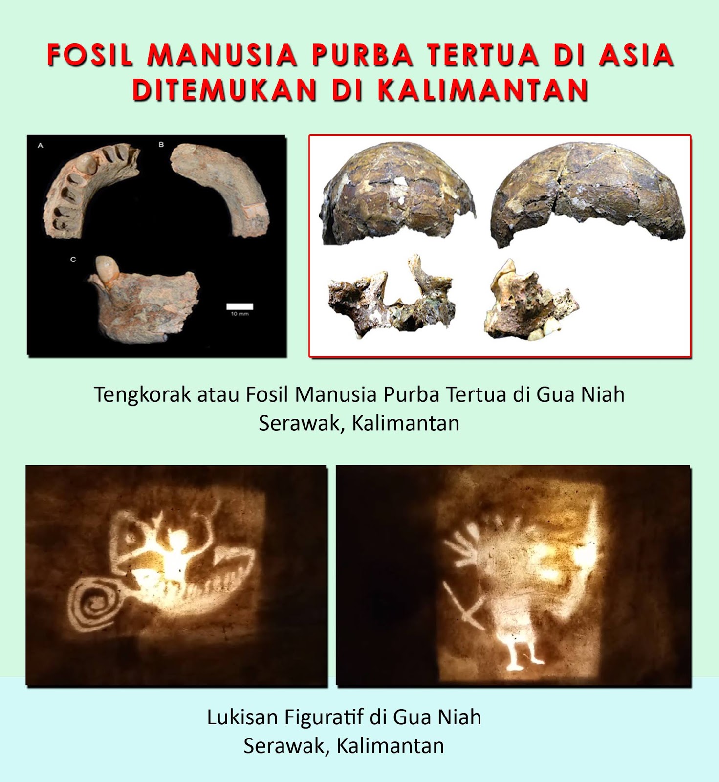 Tomi Poesaka Kapoeas FOSIL MANUSIA PURBA TERTUA DI ASIA 