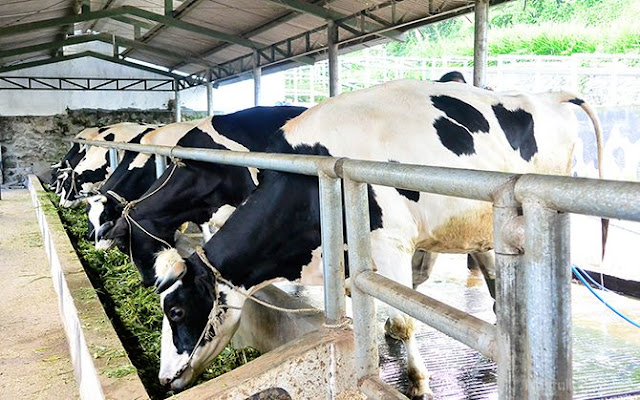 Sapi perah di Agrowisata Nusa Pelangi