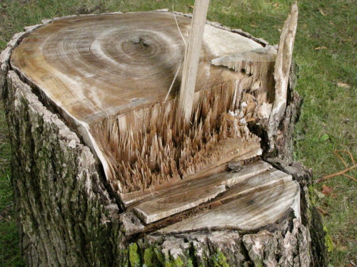 tree stump