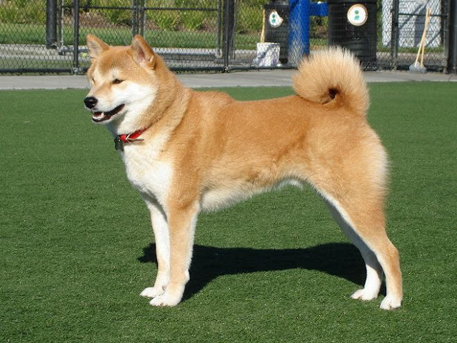 akita dog breed