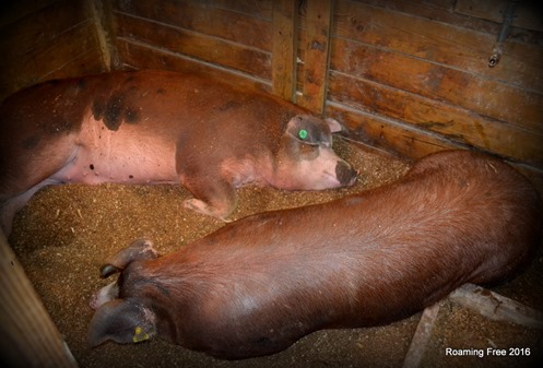 Destined to become bratwurst