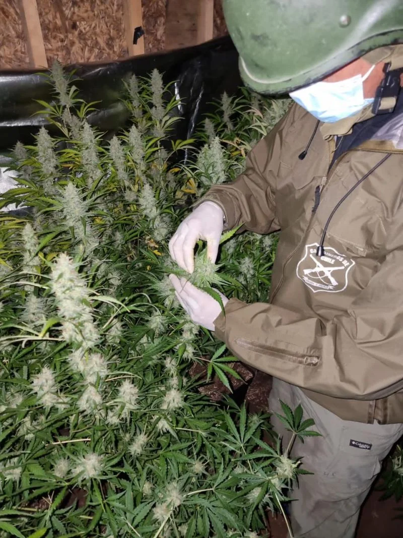 OS-7 de Carabineros encuentra plantación de marihuana en Puerto Varas
