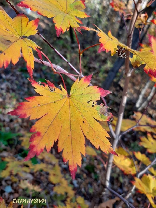 Клён ложнозибольдов (Acer pseudosieboldianum)