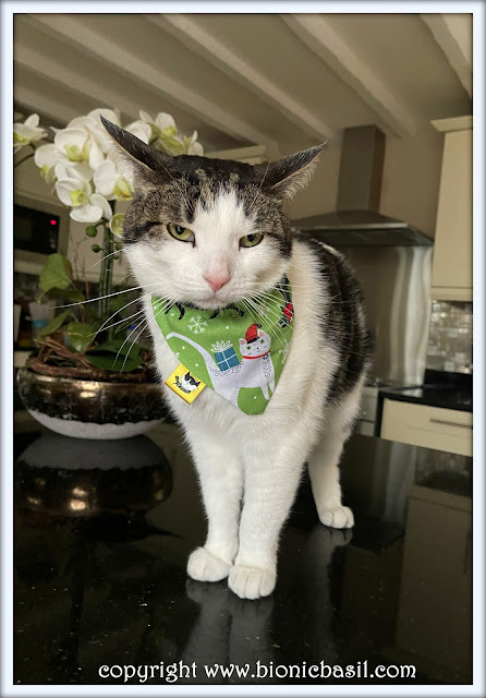 The BBHQ Midweek News Round-Up ©BionicBasil® Melvyn Modelling The White Cat in a Hat Bandana