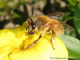 Honey Bee picture