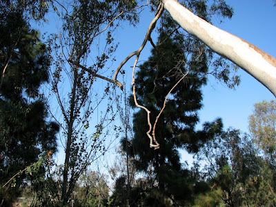 Twisted Branch Against the Sky - San Diego, California, Skywatch Friday