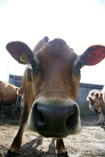 Scilly cow