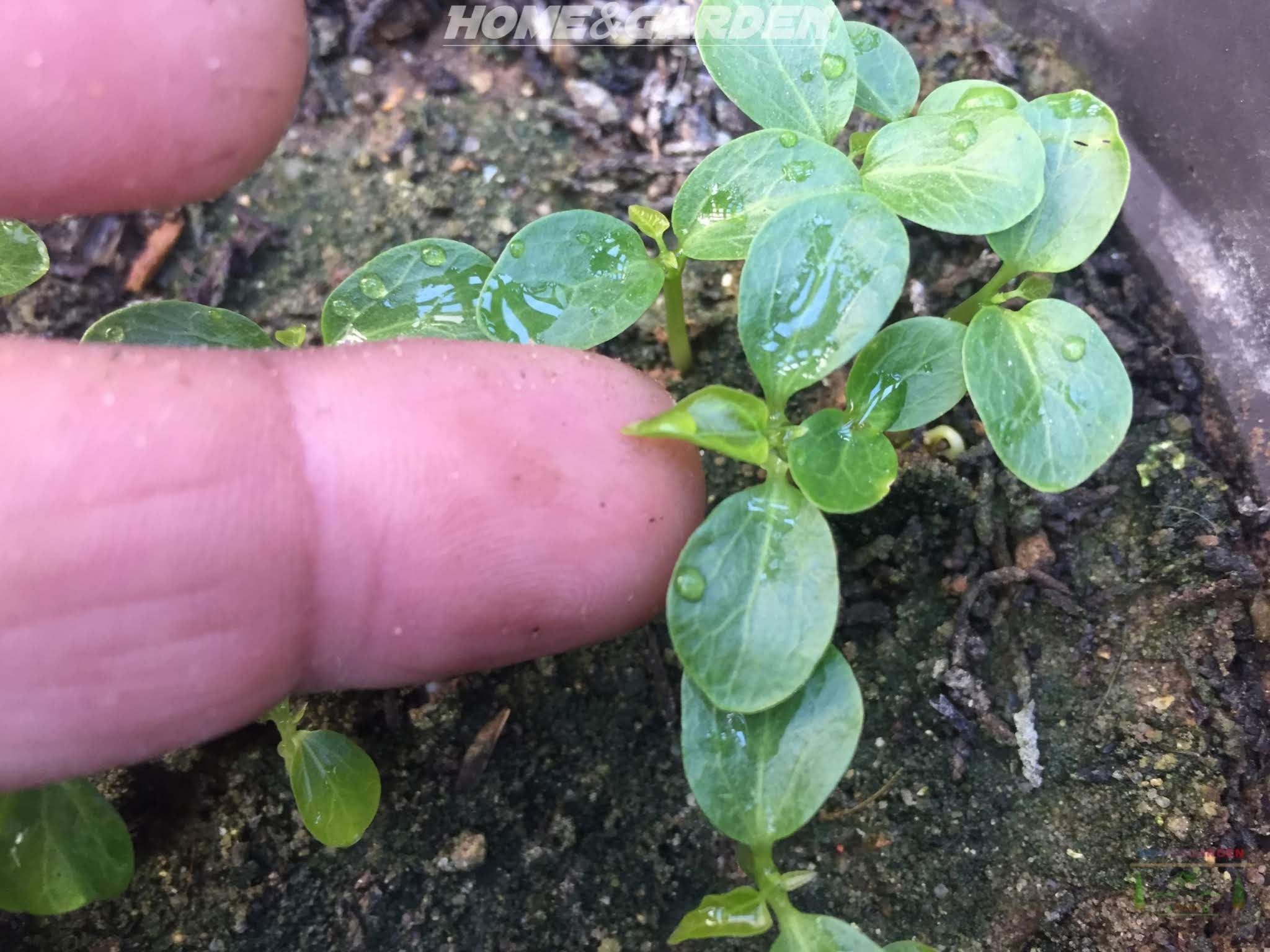 Soon you will notice that your seedlings are very different in size.