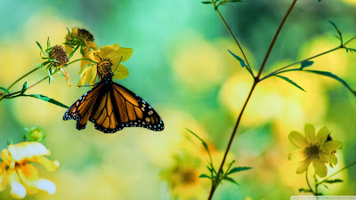 Yellow butterfly wallpaper