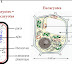 Cours Géodynamique  externe SV2 STU2