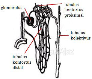 Keterangan gambar bagian-bagian ginjal yang berfungsi dalam pembentukan urine, glomerulus, tubulus kontortus proksimal, distal, kolektivus