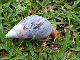 Achatina sp. - Achatines de la Réunion