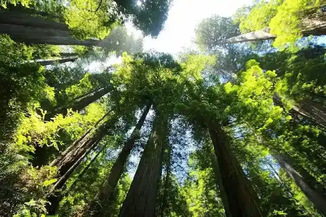 Los organismos vienen en todos los tamaños, pero la Madre Naturaleza tiene debilidad por las formas de vida muy pequeñas y muy grandes en el proceso