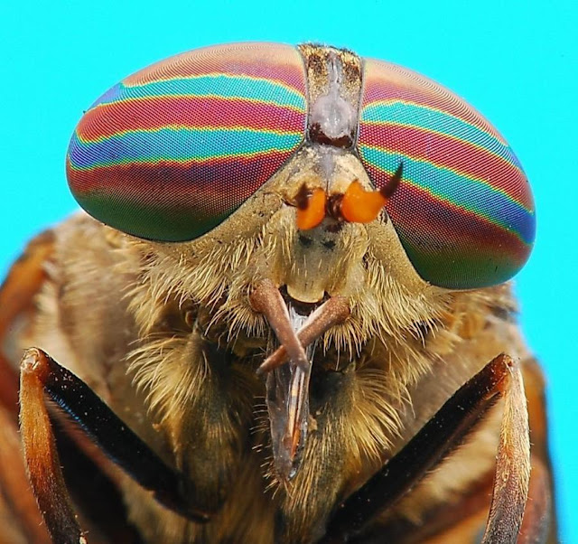 Macro Photography of Insects Eyes Seen On www.coolpicturegallery.us