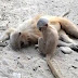 (Video) 'Ibu.. bangun bu..' - Anak monyet tak tahu ibunya sudah mati akibat terkena renjatan elektrik